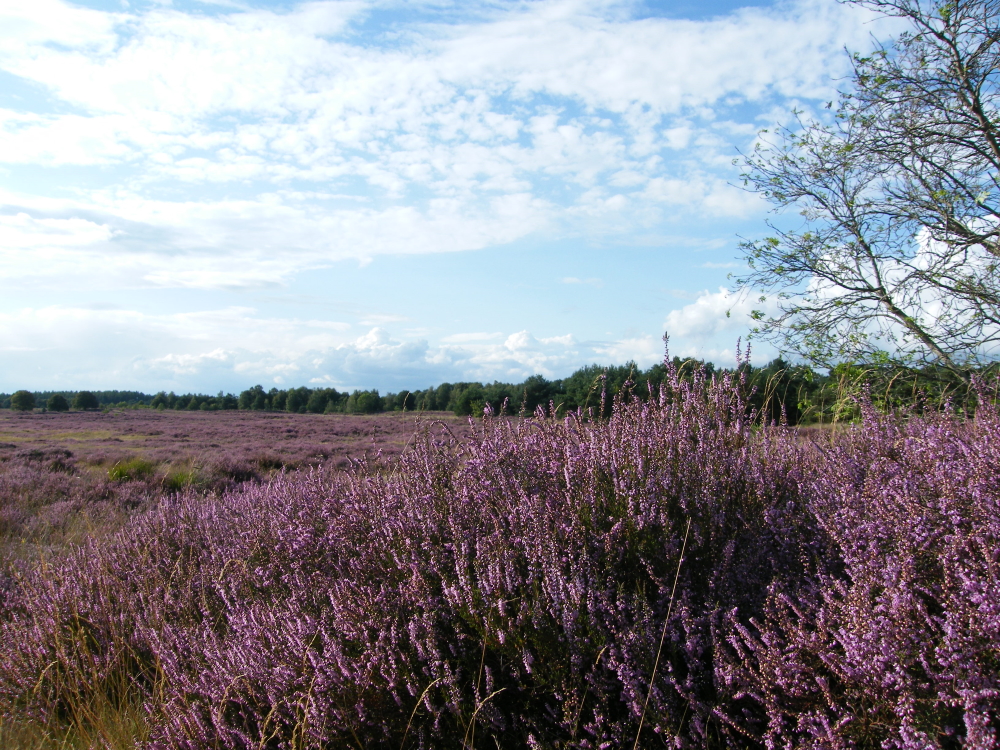 Paarse heide, een hunebed en een oude boom onder de open lucht