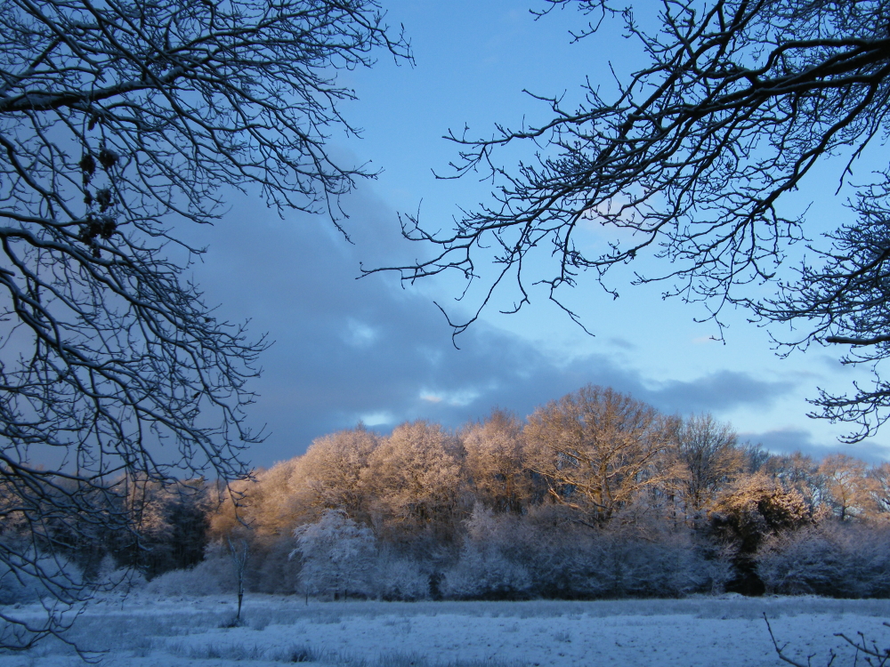 Berijpt landschap bij het Holtingerveld in de winter