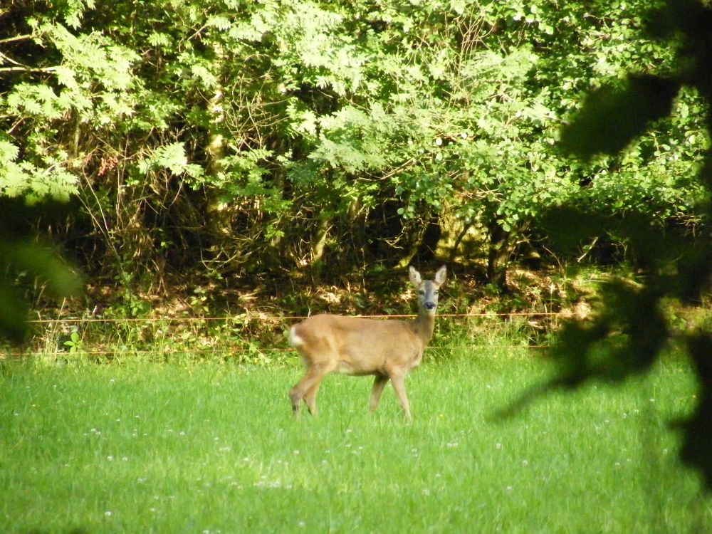 Herten in een groene bosweide