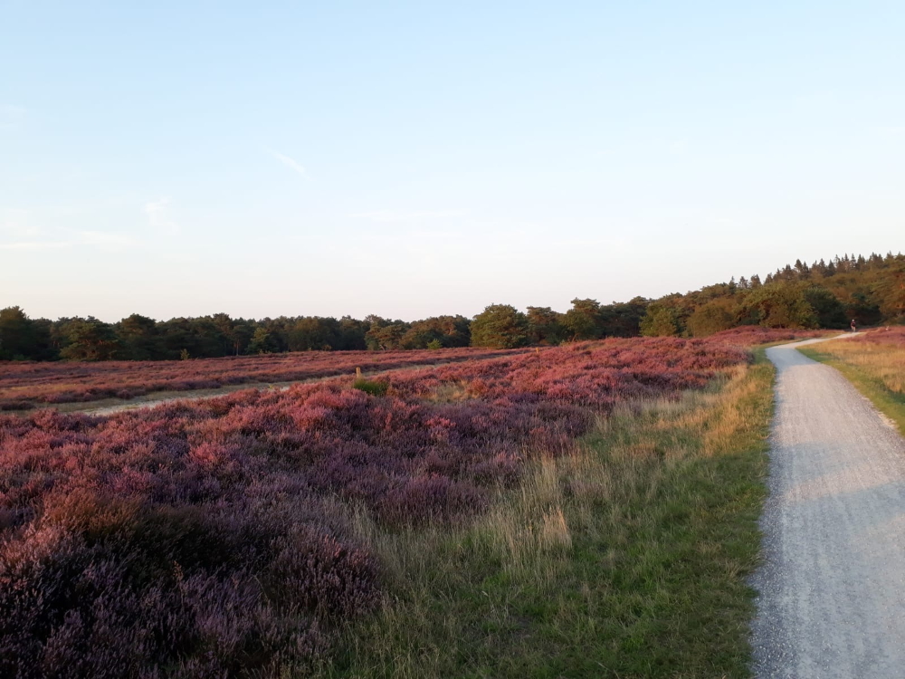 Kamperen tussen de bloeiende heide