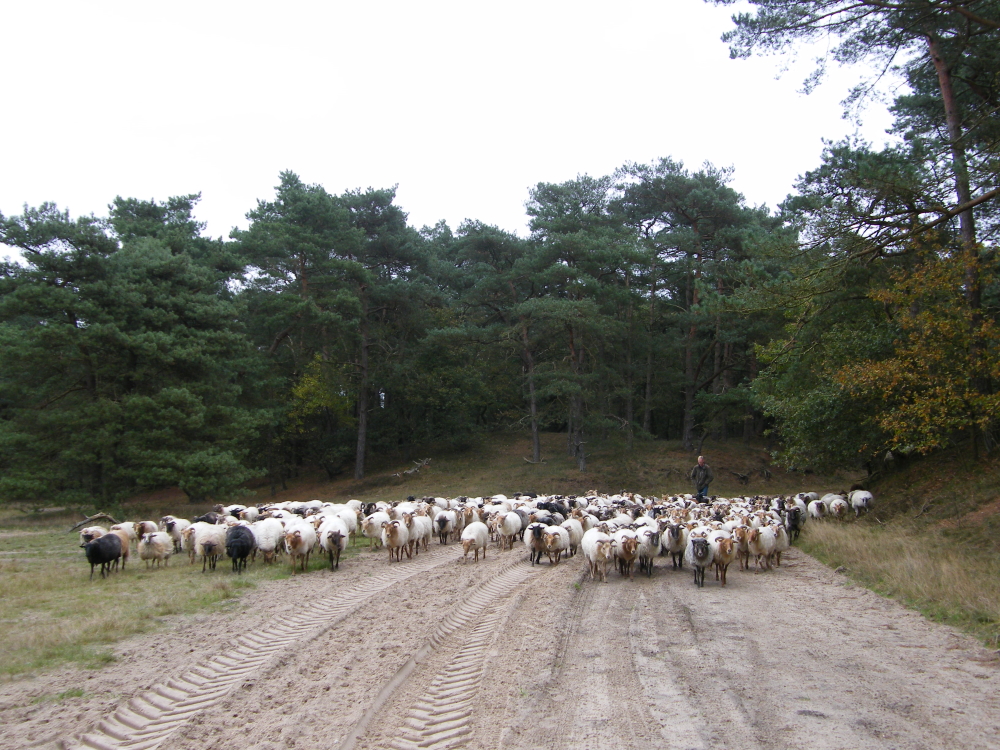 Een schaapskudde loopt over een zandpad door het Holtingerveld