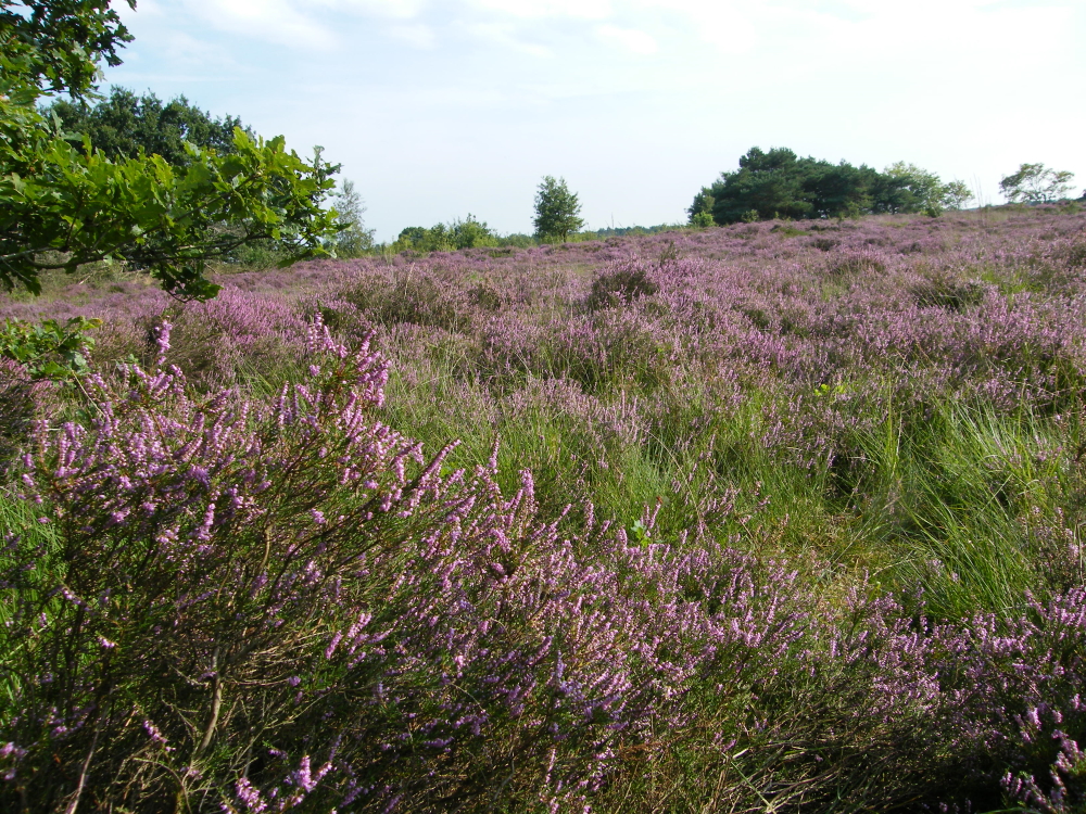 Bloeiende paarse heide van dichtbij