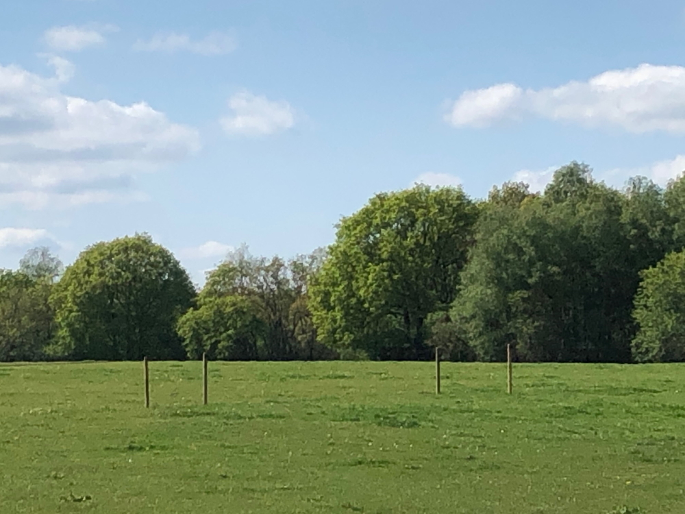 Groene weide voor paarden en pony's
